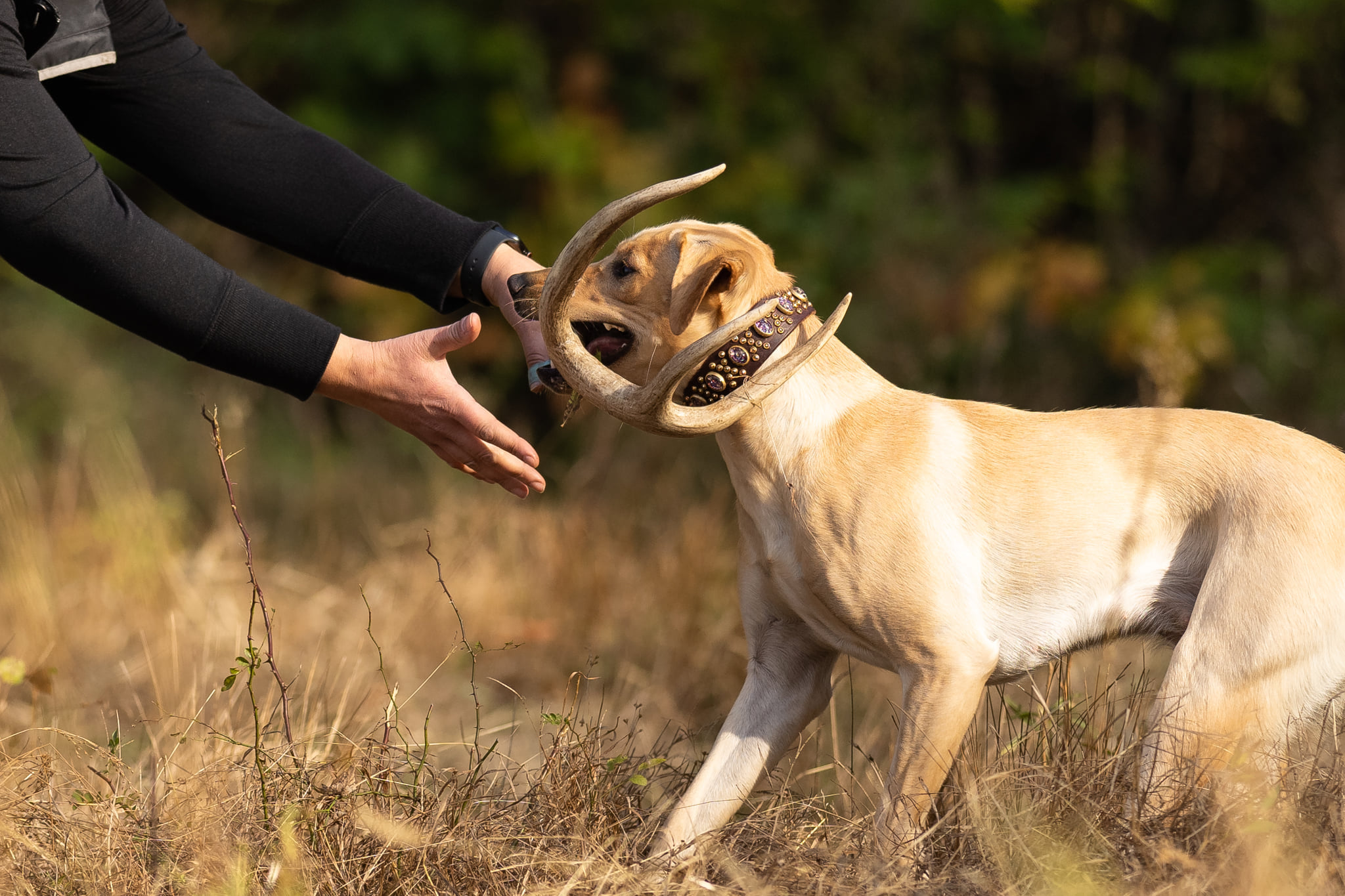 deer antlers for dogs safe        
        <figure class=